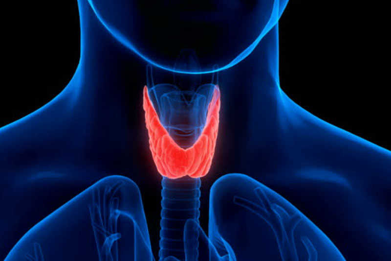 <a href="https://www.shreedhruti.com/contact-us/" class="txt">Thyroid</a>